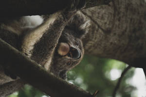 Koala Low Angle Shot Wallpaper