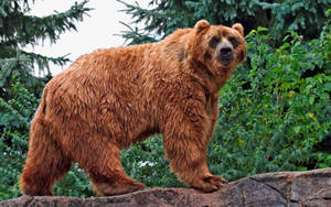 Kodiak Bear In A Wall Wallpaper