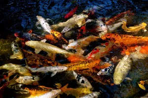 Koi Fish Swarm Wallpaper