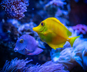 Kole And Yellow Tang 4k Ultra Hd Fish Wallpaper