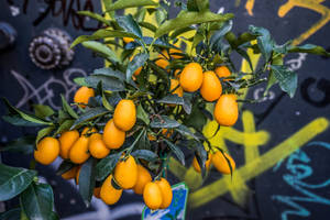 Kumquat Fruits Plant High Angle Shot Wallpaper