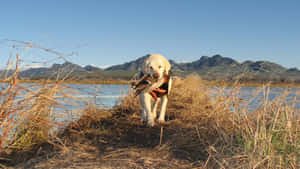 Labrador In Nature Duck Hunting Desktop Wallpaper