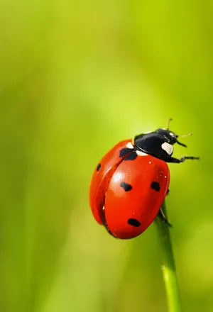 Ladybug Beetle Herbivore Insect Wallpaper