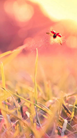 Ladybug Flying On A Grassy Field Wallpaper