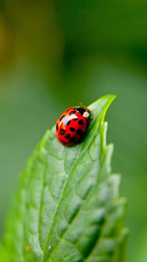 Ladybug Munching On A Broad Leaf Wallpaper