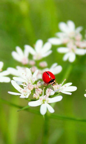 Ladybug On A White Flower Wallpaper
