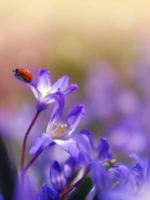 Ladybug On Saffron Crocus Flowers Wallpaper