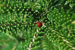 Ladybug Seven-spot Beetle Species Wallpaper