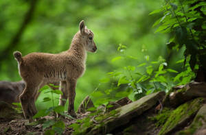 Lamb Brown In Green Forest Wallpaper