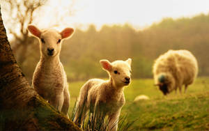 Lamb Pair On Grass Sunset Wallpaper