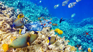 Large Tropical Fish Wallpaper