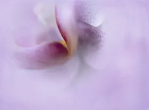 Lavender Aesthetic Abstract Flower Wallpaper