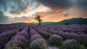 Lavender Aesthetic Field, Mountains, And Sunset Wallpaper