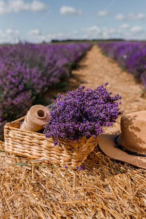 Lavender Aesthetic Flower Buds And Twine Wallpaper