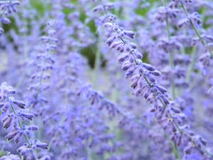 Lavender Aesthetic Flower Buds In Bloom Wallpaper