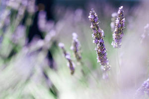 Lavender Aesthetic Stem In Focus Wallpaper