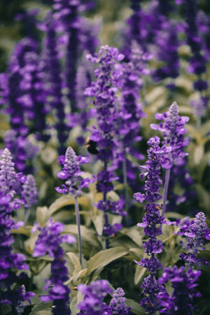 Lavender Aesthetic Vibrant Flower Close-up Wallpaper