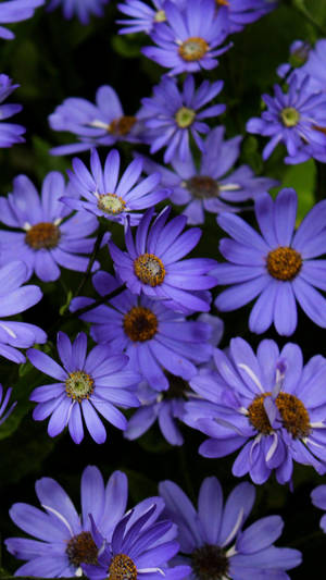 Lavender Daisy Phone Wallpaper