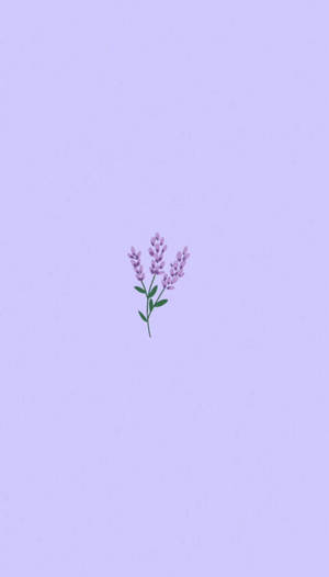 Lavender Flowers Aesthetic Art Wallpaper