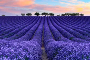 Lavender Rows In A Vast Field Wallpaper