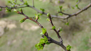 Leaf Buds On Tree Branches Wallpaper