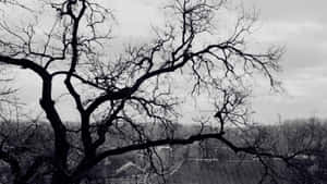 Leafless Tree Branches In Monochrome Wallpaper