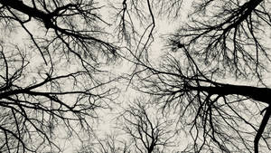 Leafless Trees Black Aesthetic Wallpaper