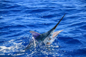 Leaping Marlin Blue Ocean Wallpaper