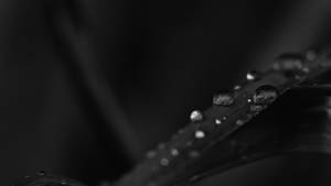 Leaves And Droplets Black Desktop Wallpaper