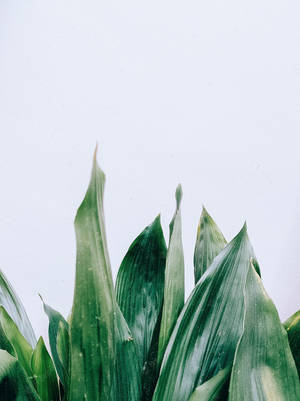 Leaves Close-up Green And White Aesthetic Wallpaper