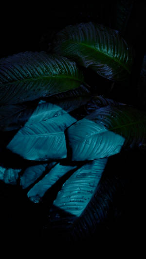 Leaves In The Dark Ios 6 Wallpaper