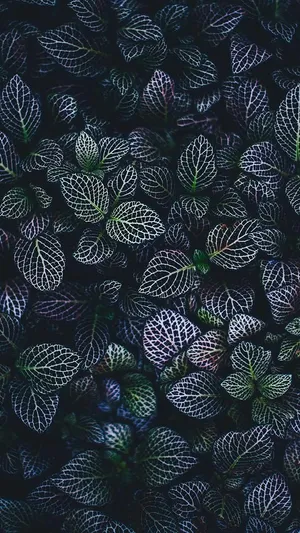 Leaves Iphone Whatsapp Wallpaper