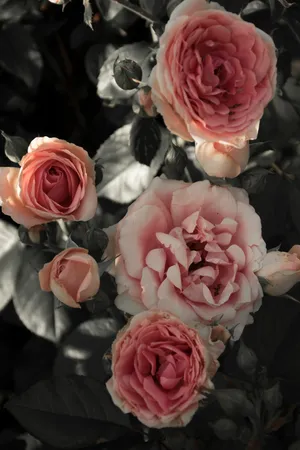 Let The Soft Beauty Of Spring Embrace You Wallpaper