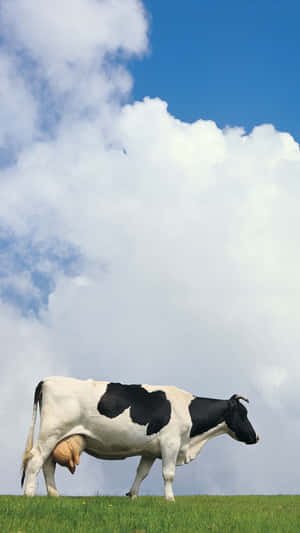 Let Your Inner Cow Shine. Wallpaper