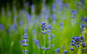 Let Your Worries Drift Away In A Beautiful Lavender Field Wallpaper