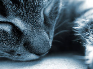 Lethargic Napping Cat Wallpaper