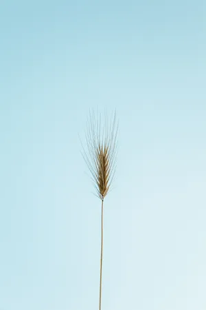 Light Blue Aesthetic Wheat Wallpaper