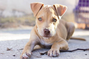 Light Brown Pitbull Puppy Wallpaper