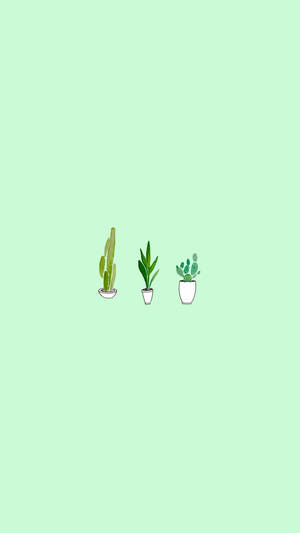 Light Green Aesthetic Cacti Wallpaper