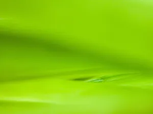 Light Green Surface Wallpaper