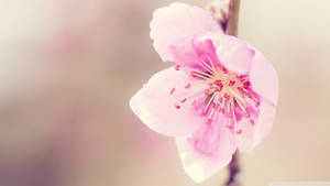 Light Pink Aesthetic Flower Anther Wallpaper