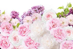 Light Pink Bunch Of Roses Wallpaper