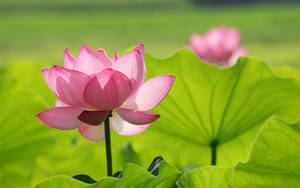 Light Purple Lotus Blossoming Wallpaper