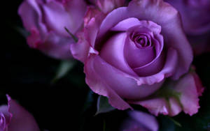 Light Purple Roses Close Up Wallpaper