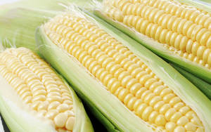 Light Yellow Corns Wallpaper