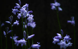 Lilac Plant In The Garden Wallpaper