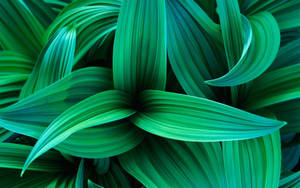 Linear Green Plant Wallpaper