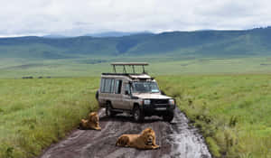 Lion And Safari Vehicle At The Tanzania Ngorongoro Crater Wallpaper
