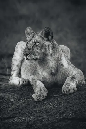 Lioness In Grayscale Wallpaper