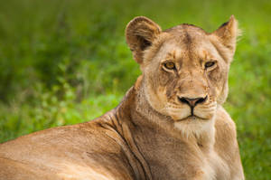 Lioness On Grass Wallpaper